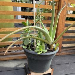 Outdoor Plant With Stand 