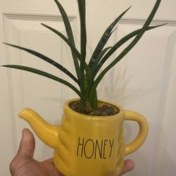 $20 | Snake Plant in Ceramic Teapot | Sansevieria “Fernwood” | Hydroponic, Leca | Low Light Tolerant