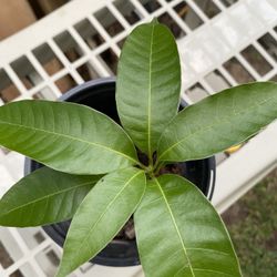 Mango Plants 