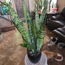 2ft 2in Tall Sansevieria Snake Plant In Black Ceramic Pot With Stones 