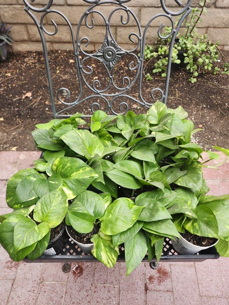Pothos Plants
