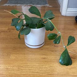 Mature Hoya Plant In 6in Ceramic Pot