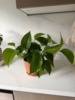 Pothos Plants