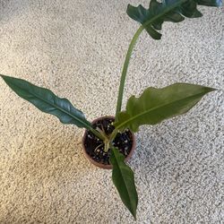 Philodendron Jungle Boogie In Terracotta Pot