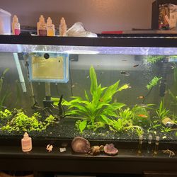 ISO Free Fish Tanks!