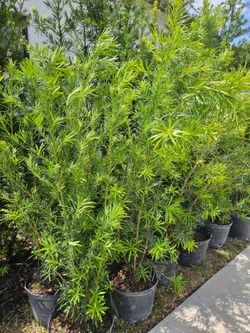 podocarpus  over 4 feet tall Instant Privacy Hedge For Fence Green Full Ready