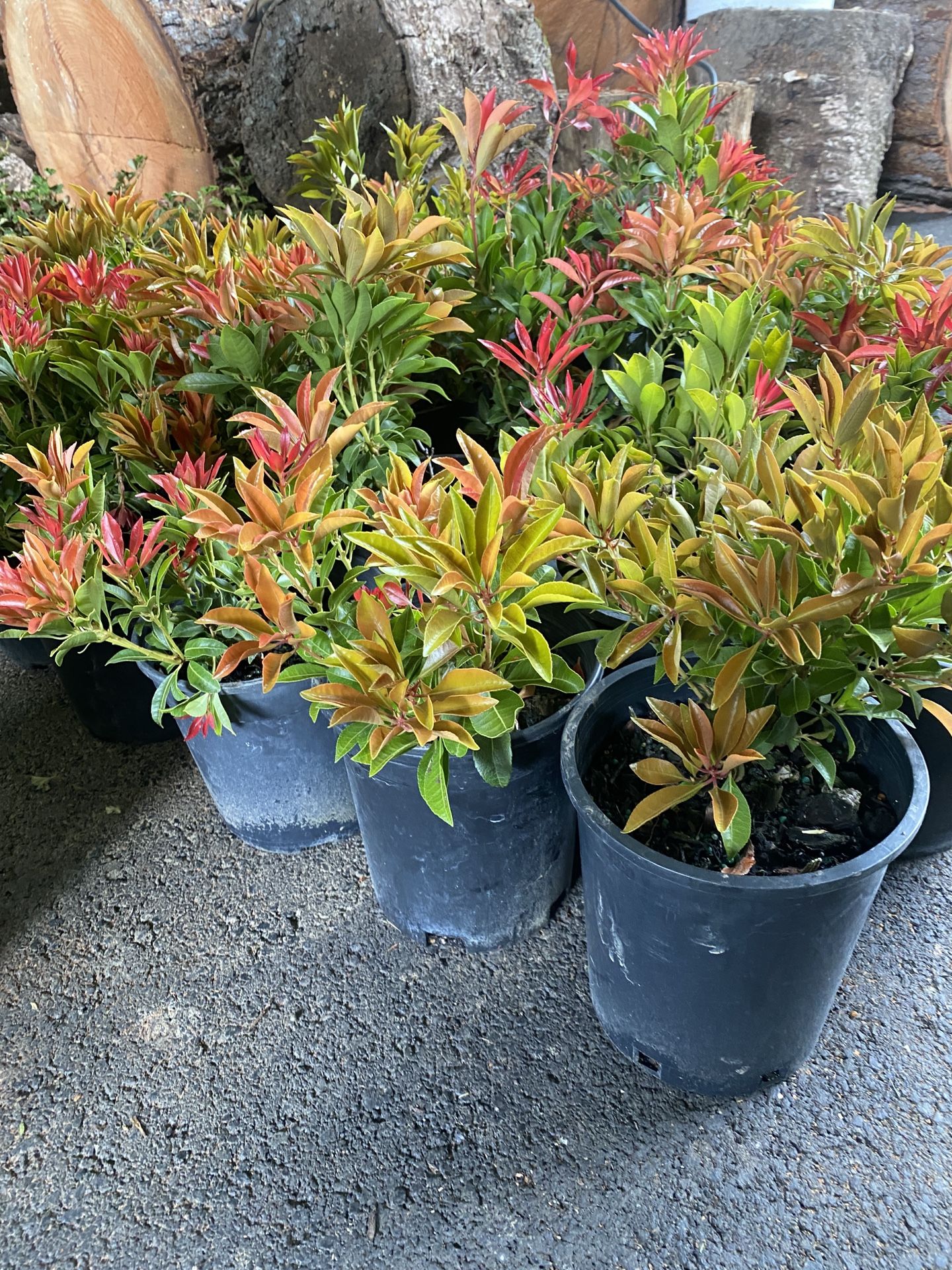 Mountain Fire Pieris Japonica Bushes —