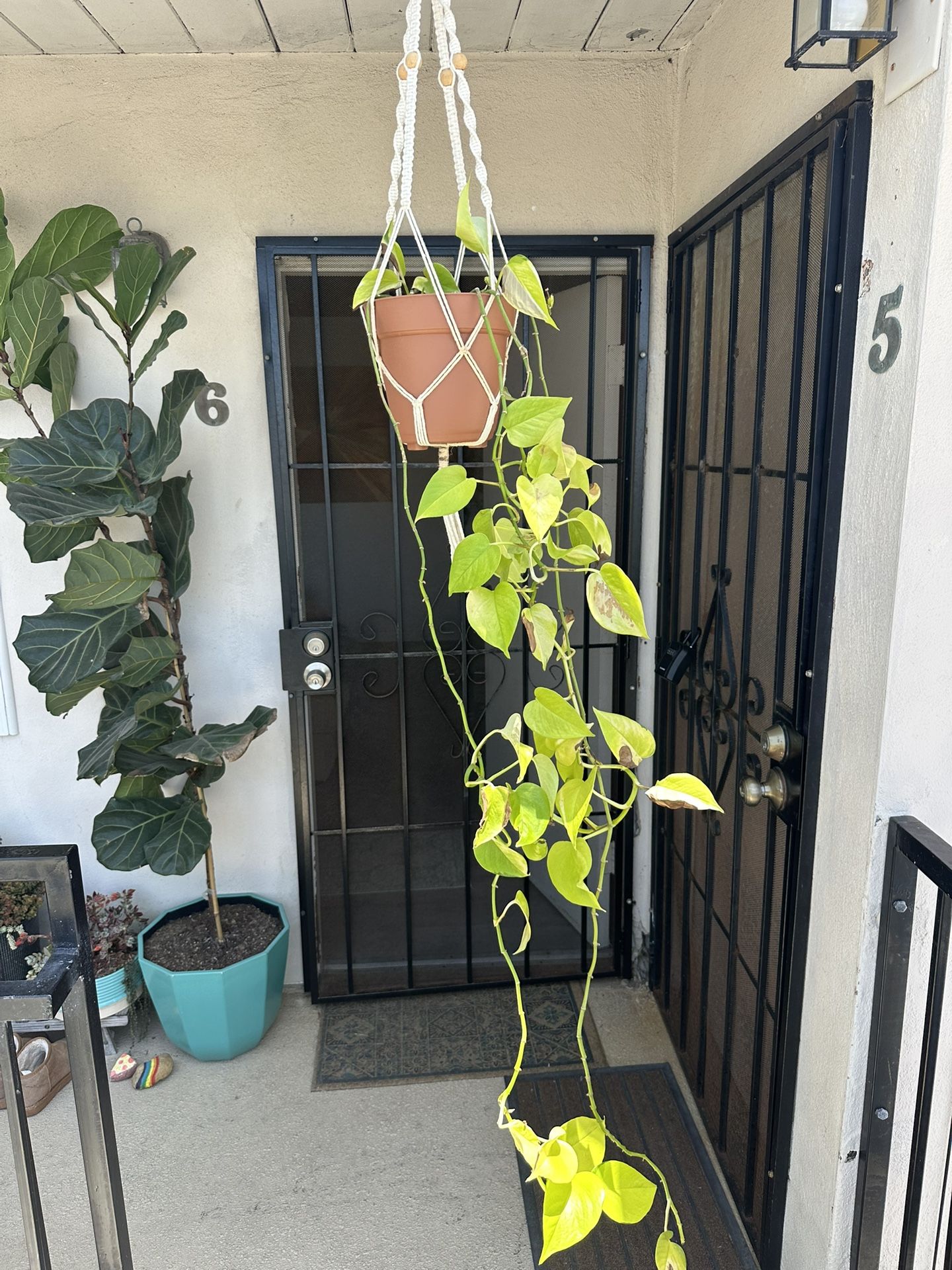 House Plant
