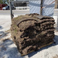 💰 DISCOUNTED Bahia Sod 💰