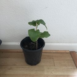 Healthy Betel Leaf Plant 