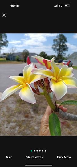 Plumeria Live Flower Plant, Well Rooted, 2ft+ Tall