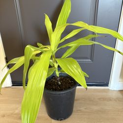 Dracaena Limelight Plant