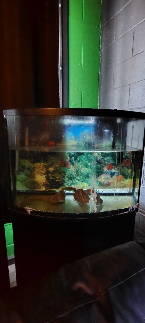 Saltwater Fish Tanks