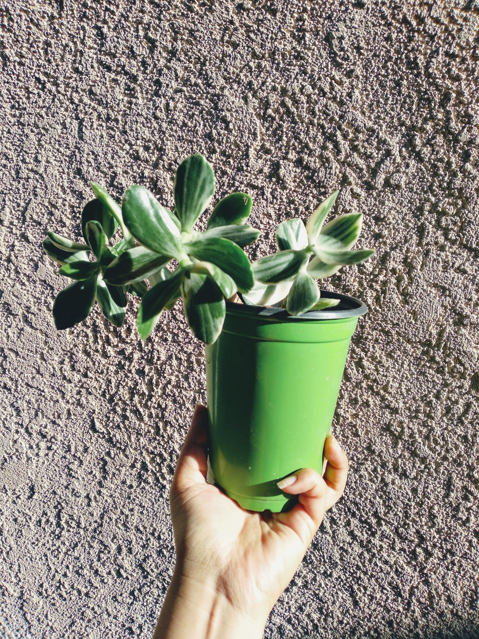 Variegated (green and white) Jade Succulent