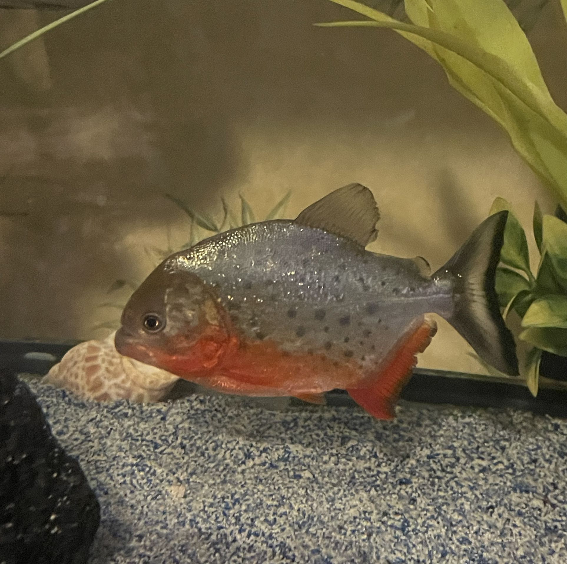 75 Gallon Tank
