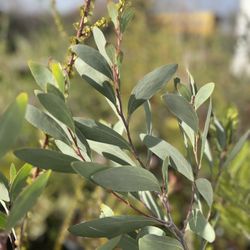 LIVE Acacia obliquinervia 1 Gallon Potted Plant - Rare Australian Evergreen 
