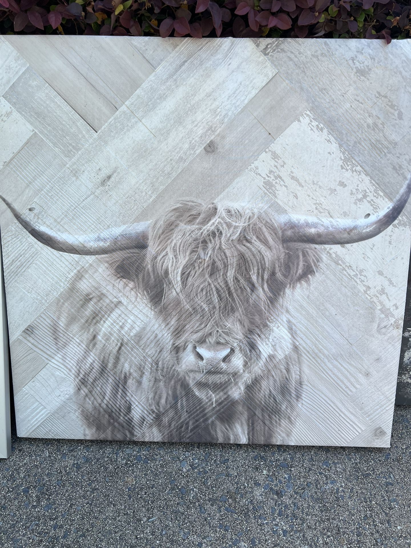 Bull Canvas Picture