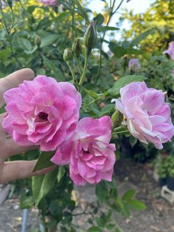 Ice Beth Rose Tree Blooming Large Plant, Is In Large 15 Gallons Pot Pick Up Only