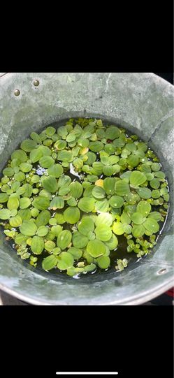 Aquatic plants