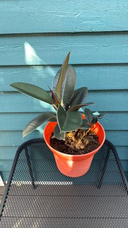 Ficus