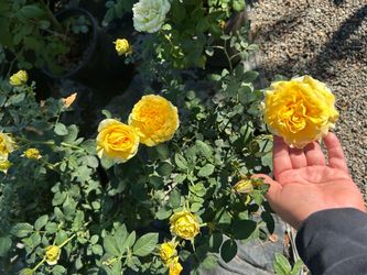 St Patrick rose