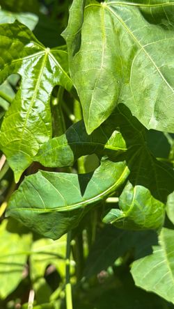 Gratis planta chaya/ free chaya plant