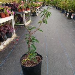Tamarind Plant 3gal Grafted 
