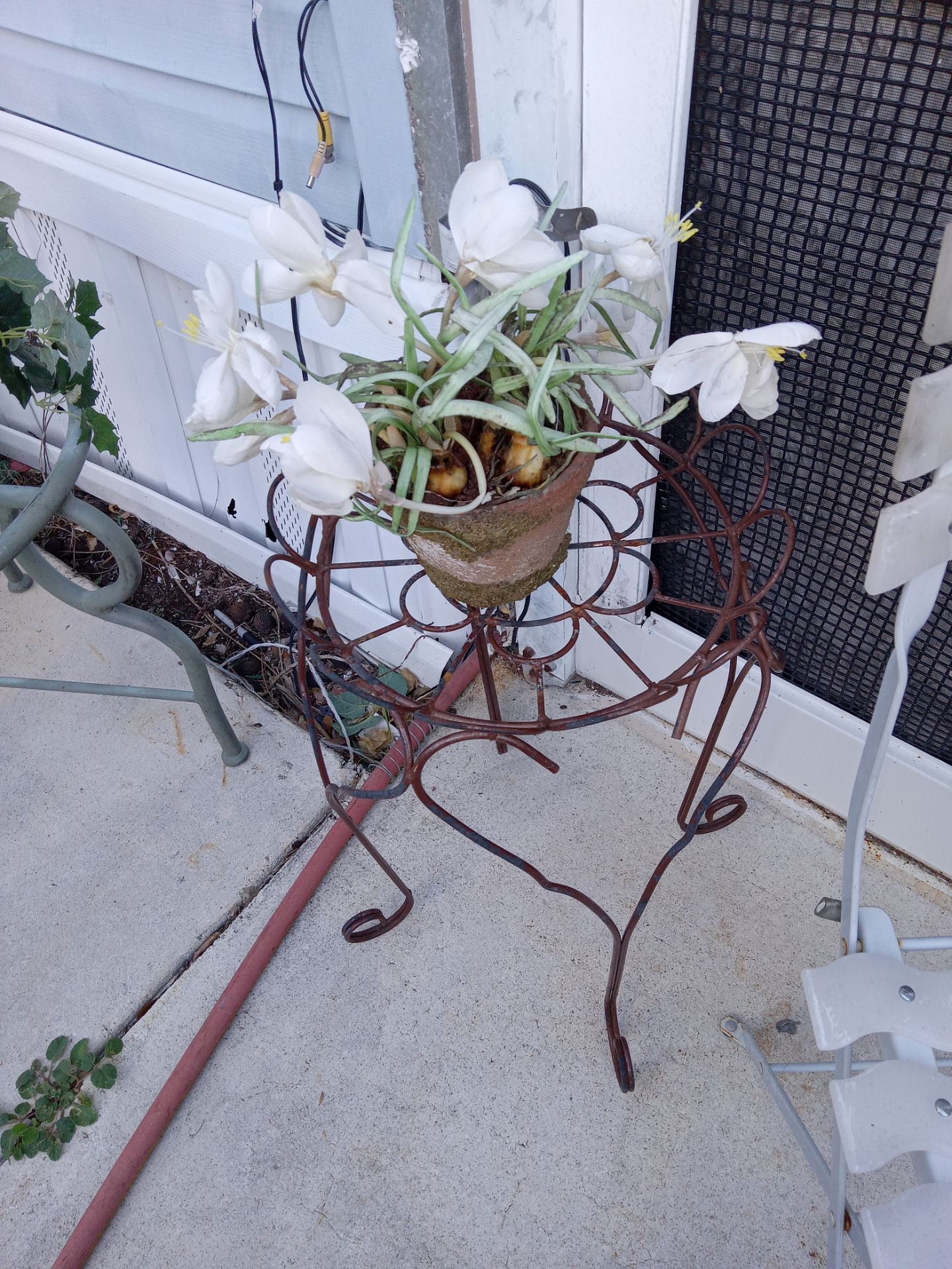 Stand old with plant