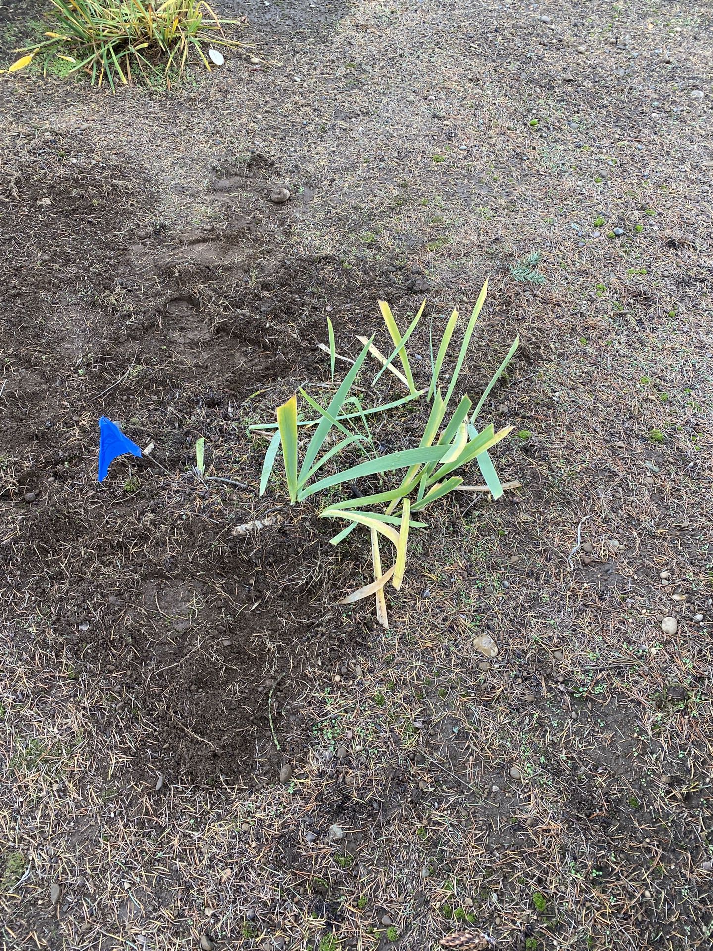 Free Iris Plants-You Dig