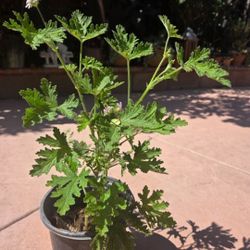 Citronella Plant 🦟 🪰