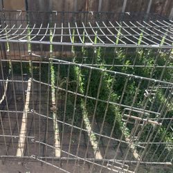 Dog Cage 
