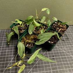 philodendron painted lady standort Philodendron Painted Lady main image 0