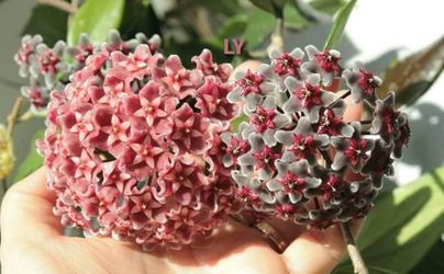 Hoya Hawaiian Purple black Flowers