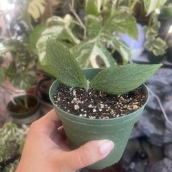 Hoya Polynuera Not Rooted 