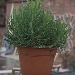 $5 Senecino Succulent