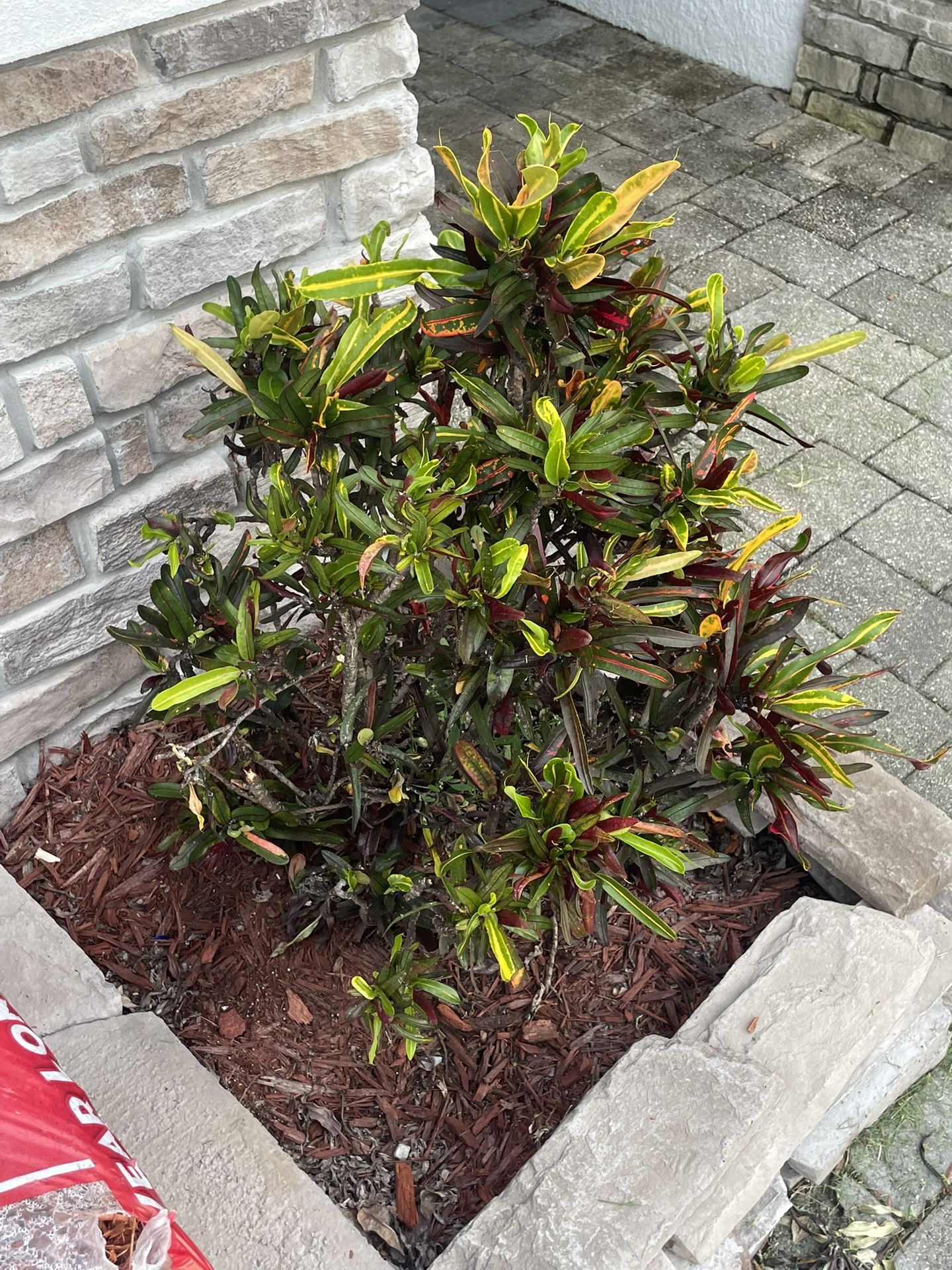 Large Croton Plus Small $30 Both