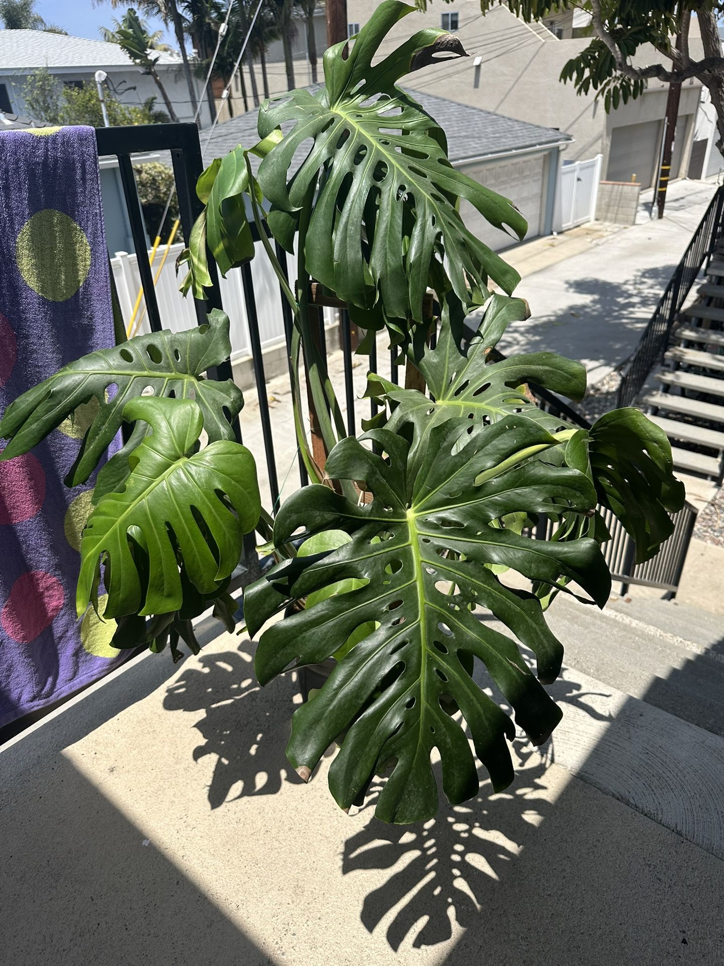 House Plant