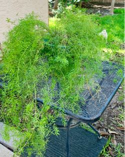 Large Asparagus Fern Live Plant