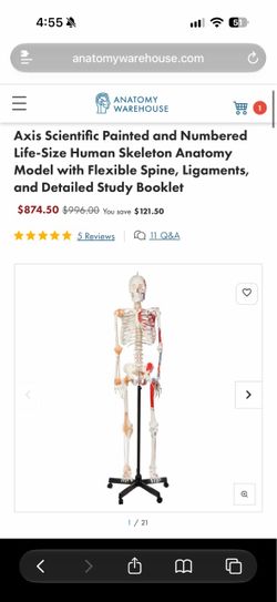 Anatomy skeleton LIFE SIZE
