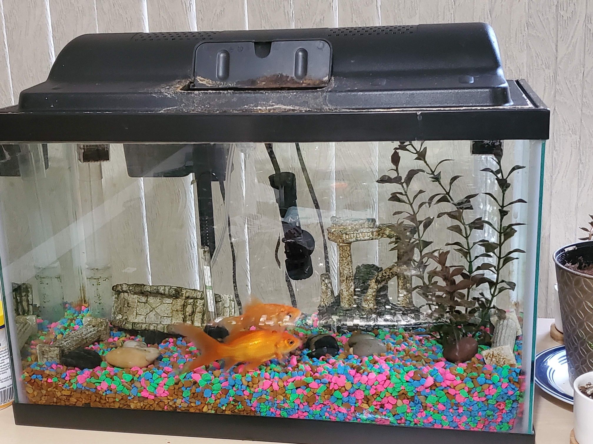 Aquarium With Accessories and fishes