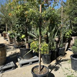 Eagle Topiary Bonsai