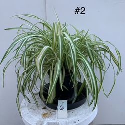 #2- Spider Plants 