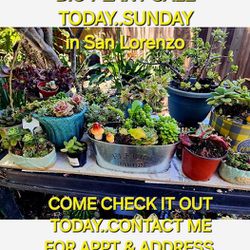 BIG PLANT SALE TODAY IN SAN LORENZO MOTHERS DAY CONTACT ME FOR APPT TIME AND ADDRESS PLEASE STARTS AT 1PM. TODAY AND THIS WEEK