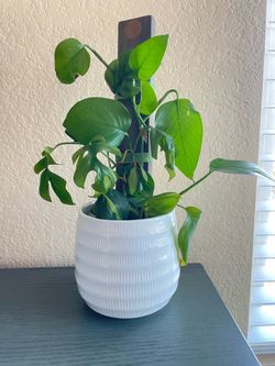 3 in 1 Plant