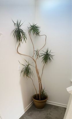 Tall Dragon Tree Indoor Plant