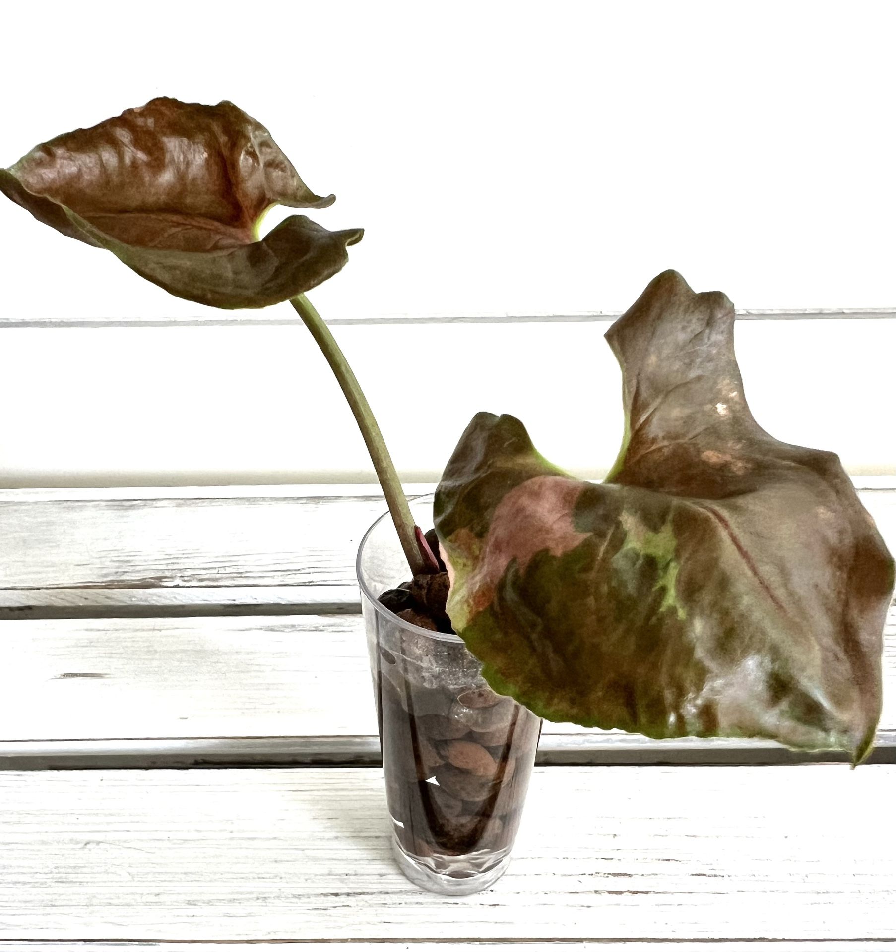 Syngonium Strawberry Ice