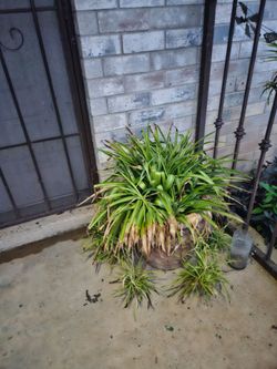 Plants for sale