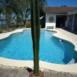 52" - 4ft 3" Tall Peruvian Apple Cactus Cutting $ 65 - Ship $16 -White Flowers Red Edible Fruit 