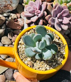 Blue Succulent Plant in Yellow Ceramic Mug