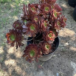 Succulents 